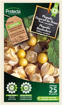 Physalis peruviana Coqueret du Pérou * ( Protecta B )