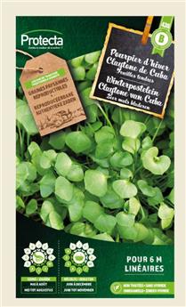 Pourpier d´hiver Claytone de Cuba  ( Protecta B )