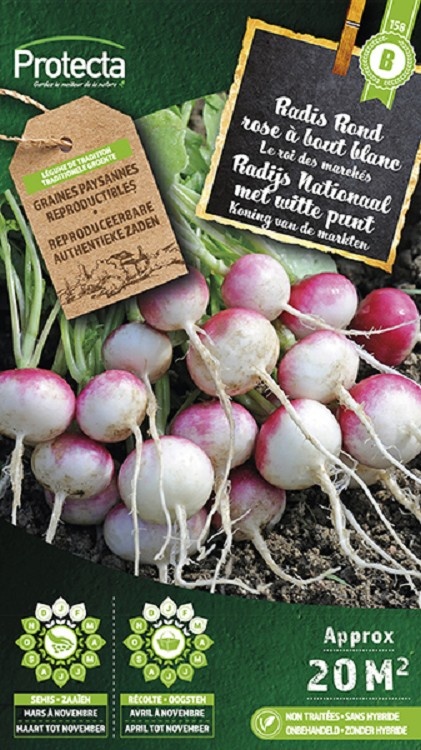 Radis rond rose à bout blanc  ( Protecta B )