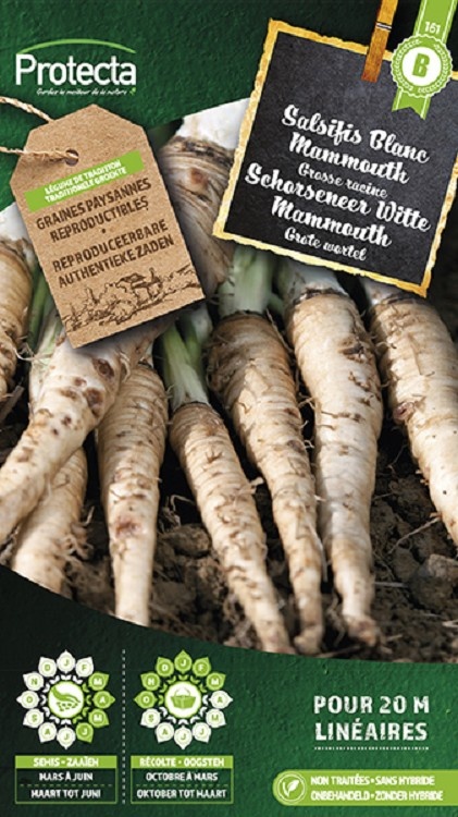 Salsifis blanc Mammouth ( Protecta B )