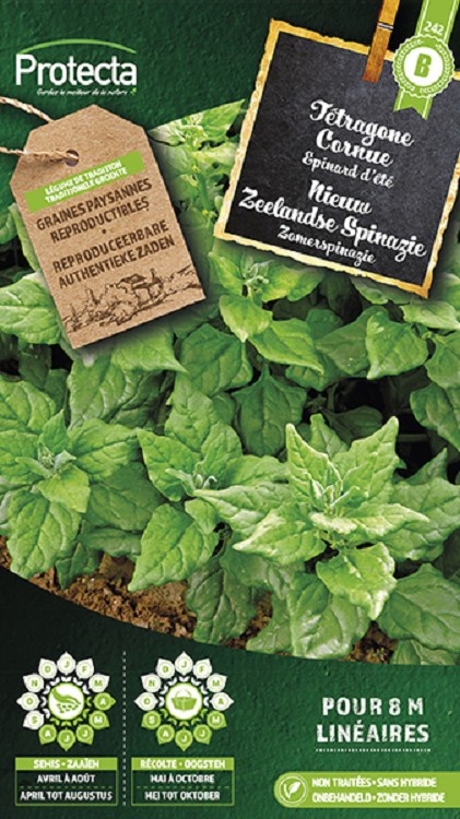 Tétragone cornue  ( Protecta B )