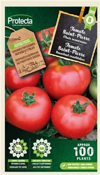 Tomate Saint-Pierre Piersol ( Protecta B )