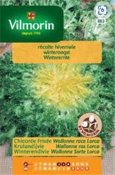 Chicorée Frisée Wallonne Lorca (Vilm)