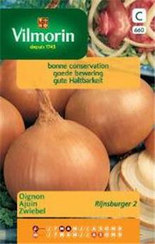 Oignon Jaune Rijnsburger 2(Vilm)