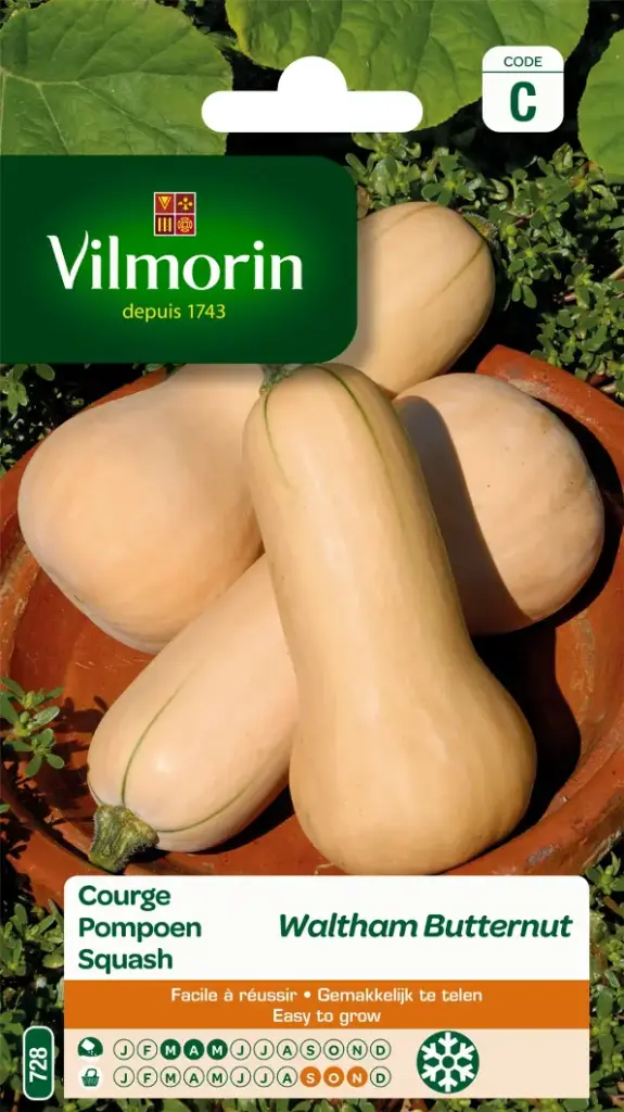 Courge Waltham Butternut (Vilm)