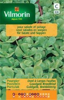 Pourpier Doré À Larges Feuilles (Vilm)