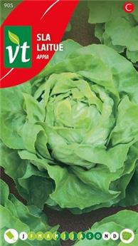 Laitue Appia (VT)