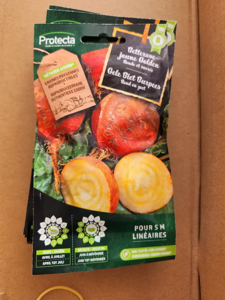 Betterave jaune Golden ( Protecta B )