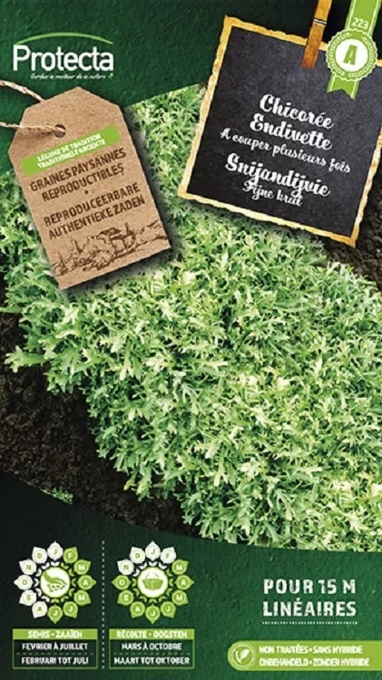 Chicorée à couper Endivette ( Protecta A )