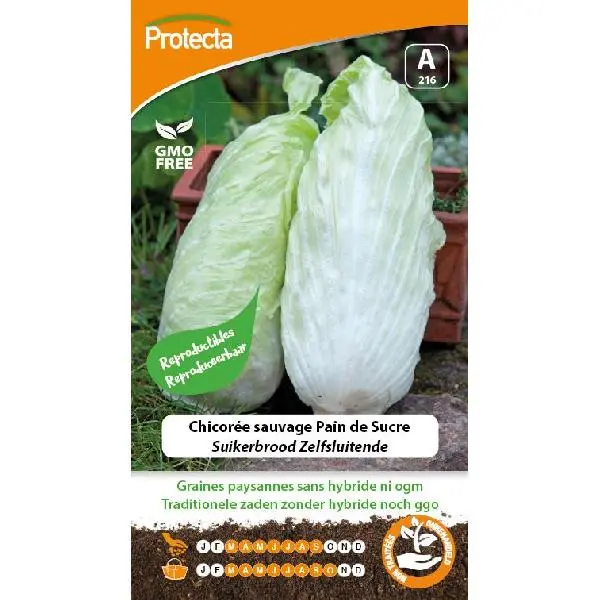 Chicorée sauvage Pain de Sucre  ( Protecta A )