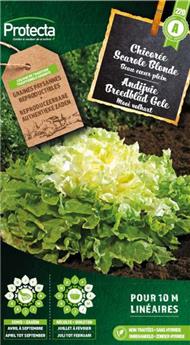 Chicorée scarole blonde à cœur plein ( Protecta A )