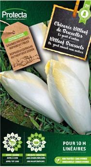Chicorée Witloof de Bruxelles ( Protecta A )
