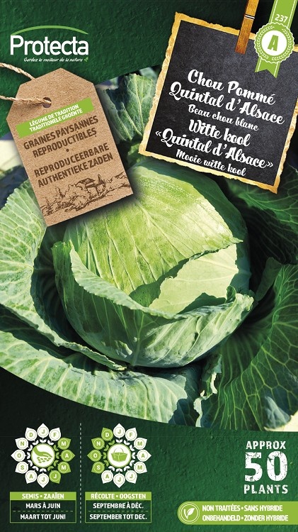 Chou cabus Quintal d´Alsace ( Protecta A )