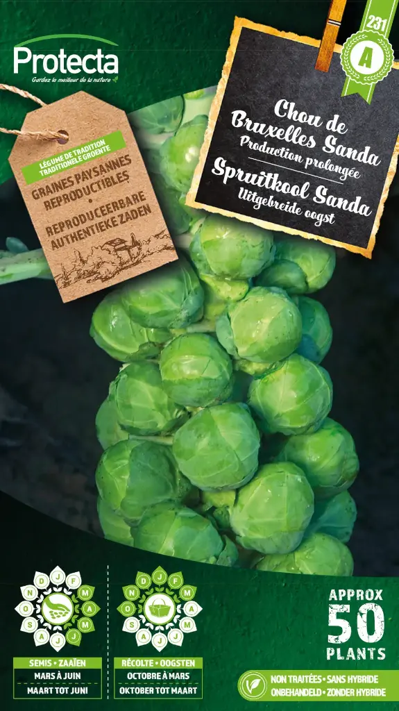 Chou de Bruxelles Sanda ( Protecta A )