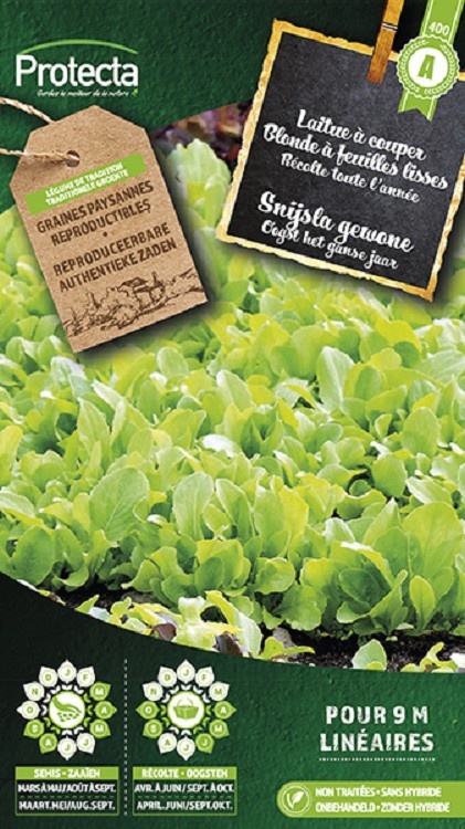 Laitue à couper Blonde à feuilles lisses  ( Protecta A )