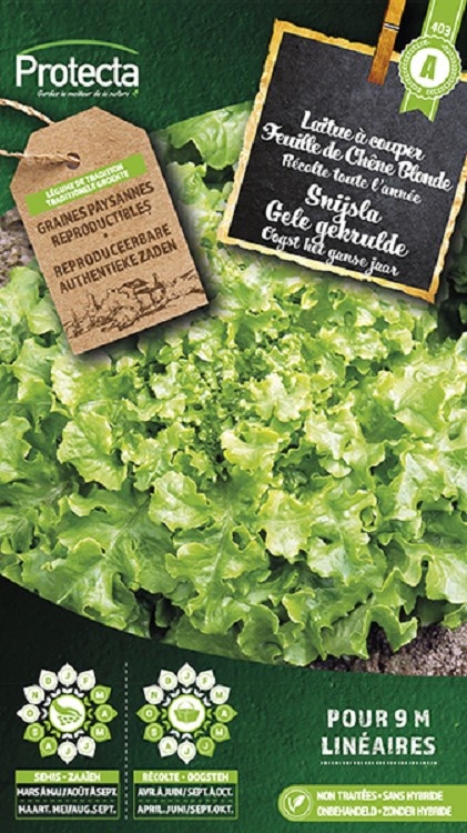Laitue à couper Feuille de Chêne Blonde  ( Protecta A )