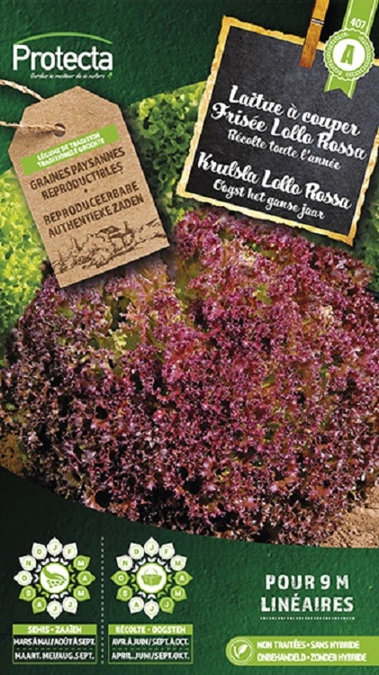 Laitue à couper frisée Lollo Rossa ( Protecta A )