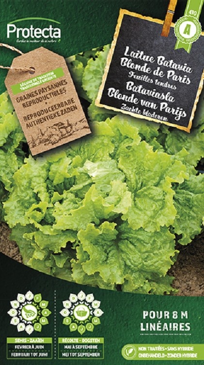 Laitue Batavia Blonde de Paris ( Protecta A )