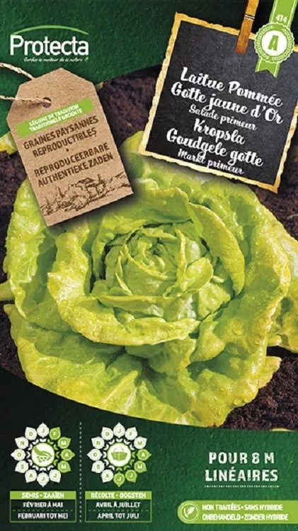 Laitue Pommée Gotte jaune d´Or  ( Protecta A )