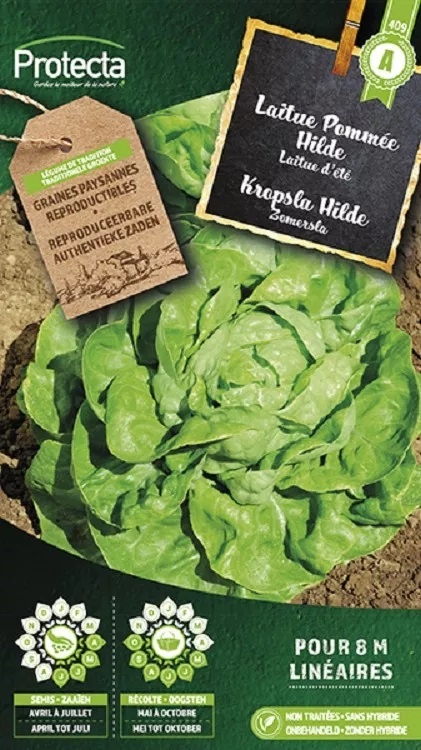 Laitue Pommée Hilde ( Protecta A )