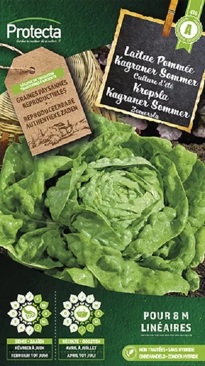 Laitue Pommée Kagraner Sommer 2 ( Protecta A )
