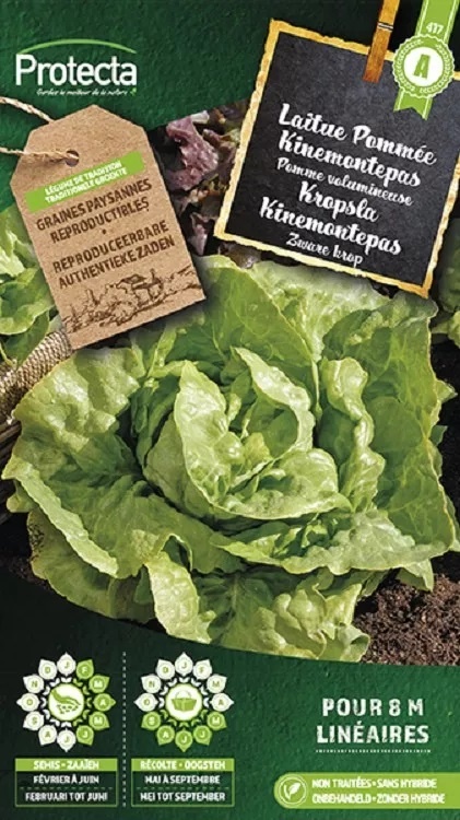 Laitue Pommée Kinemontepas ( Protecta A )