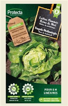 Laitue Pommée Reine de Mai de Pleine Terre  ( Protecta A )