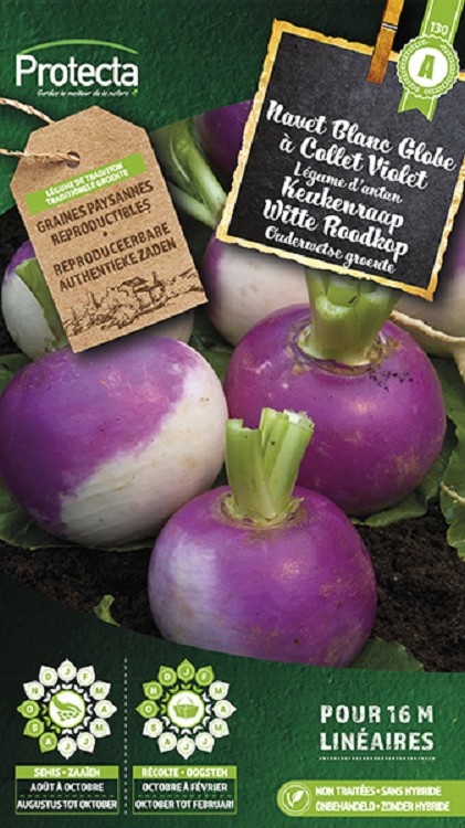 Navet Blanc Globe à Collet Violet ( Protecta A )