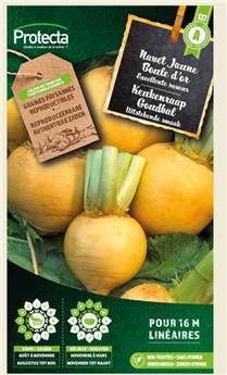 Navet jaune Boule d´or ( Protecta A )