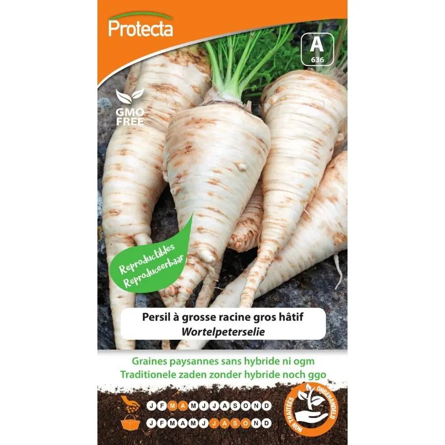 Persil Racine gros hâtif ( Protecta A )