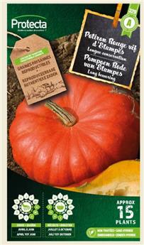 Potiron Rouge vif d´Etampes ( Protecta A )