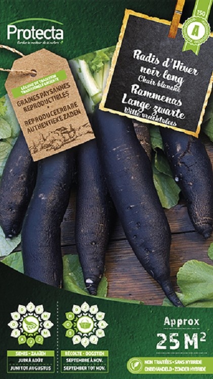 Radis d´hiver noir long d´hiver ( Protecta A )