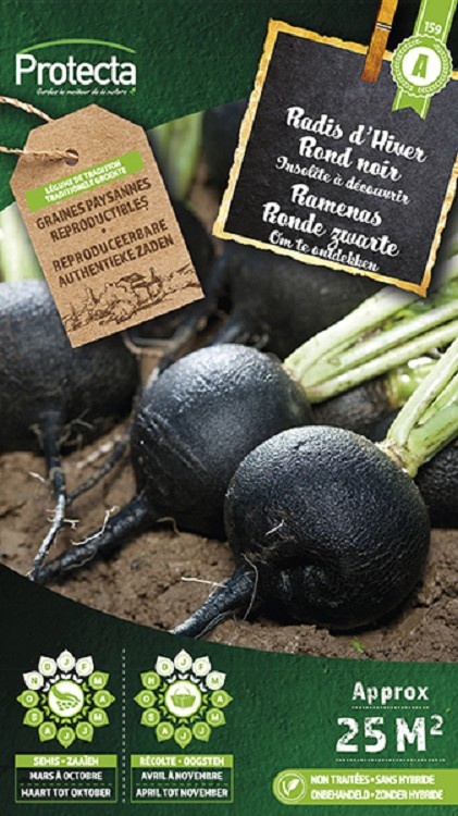 Radis noir gros rond d´hiver ( Protecta A )