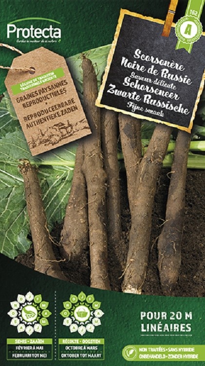 Scorsonère géante noire de Russie ( Protecta A )