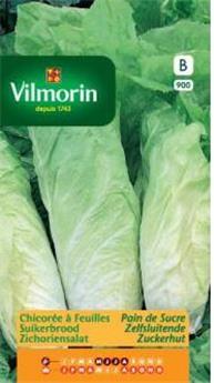 Chicorée À Feuilles Améliorée Pain De Sucre  (Vilm)