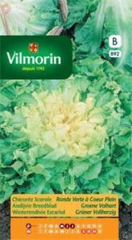 Chicorée Scarole Ronde Verte À Coeur Plein (Vilm)