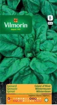Epinard Géant D´Hiver  (Vilm)