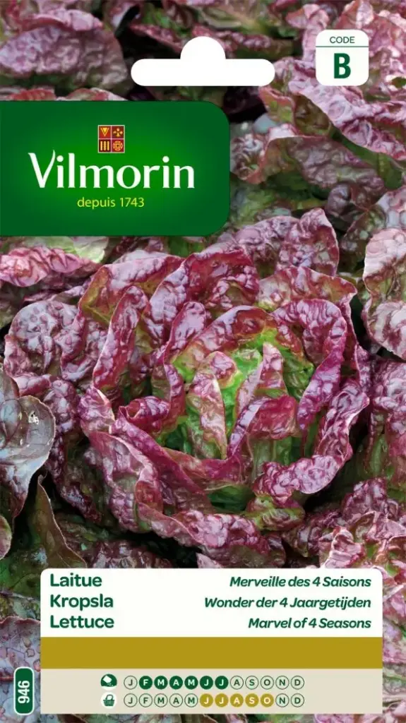 Laitue Merveille Des 4 Saisons (Vilm)