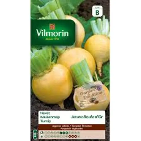 Navet Jaune Boule d´Or (Vilm)