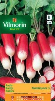 Radis Flamboyant 5 (Vilm)