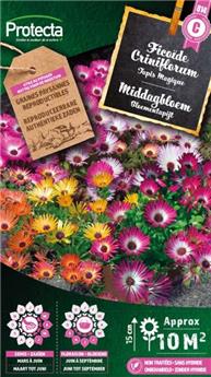 Ficoïde glaciale (Protecta)