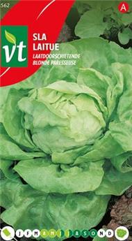 Laitue Blonde Paresseuse (VT)