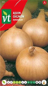 Oignon Rijnsburger (VT)