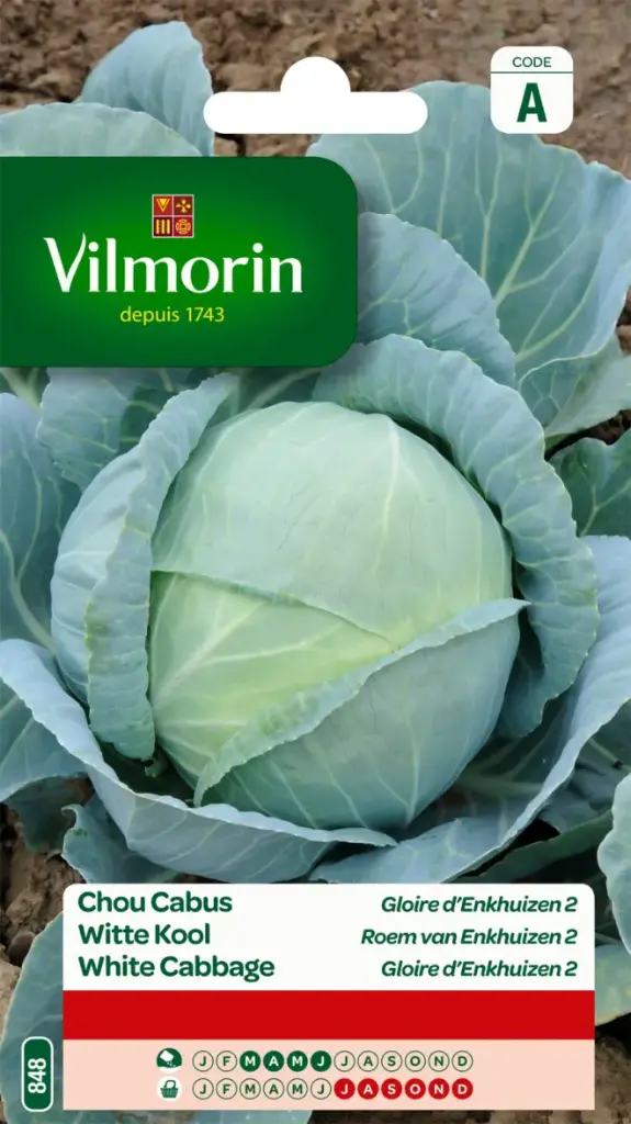 Chou Cabus Gloire D´Enkhuizen  (Vilm)