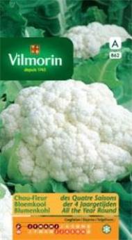 Chou Fleur Des Quatre Saisons (Vilm)