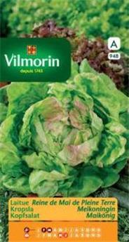 Laitue Reine De Mai De Pleine Terre (Vilm)