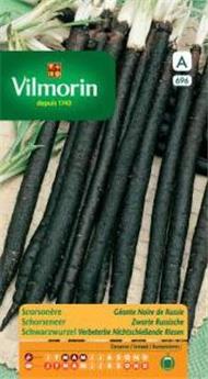 Scorsonère Géante Noire De Russie  (Vilm)