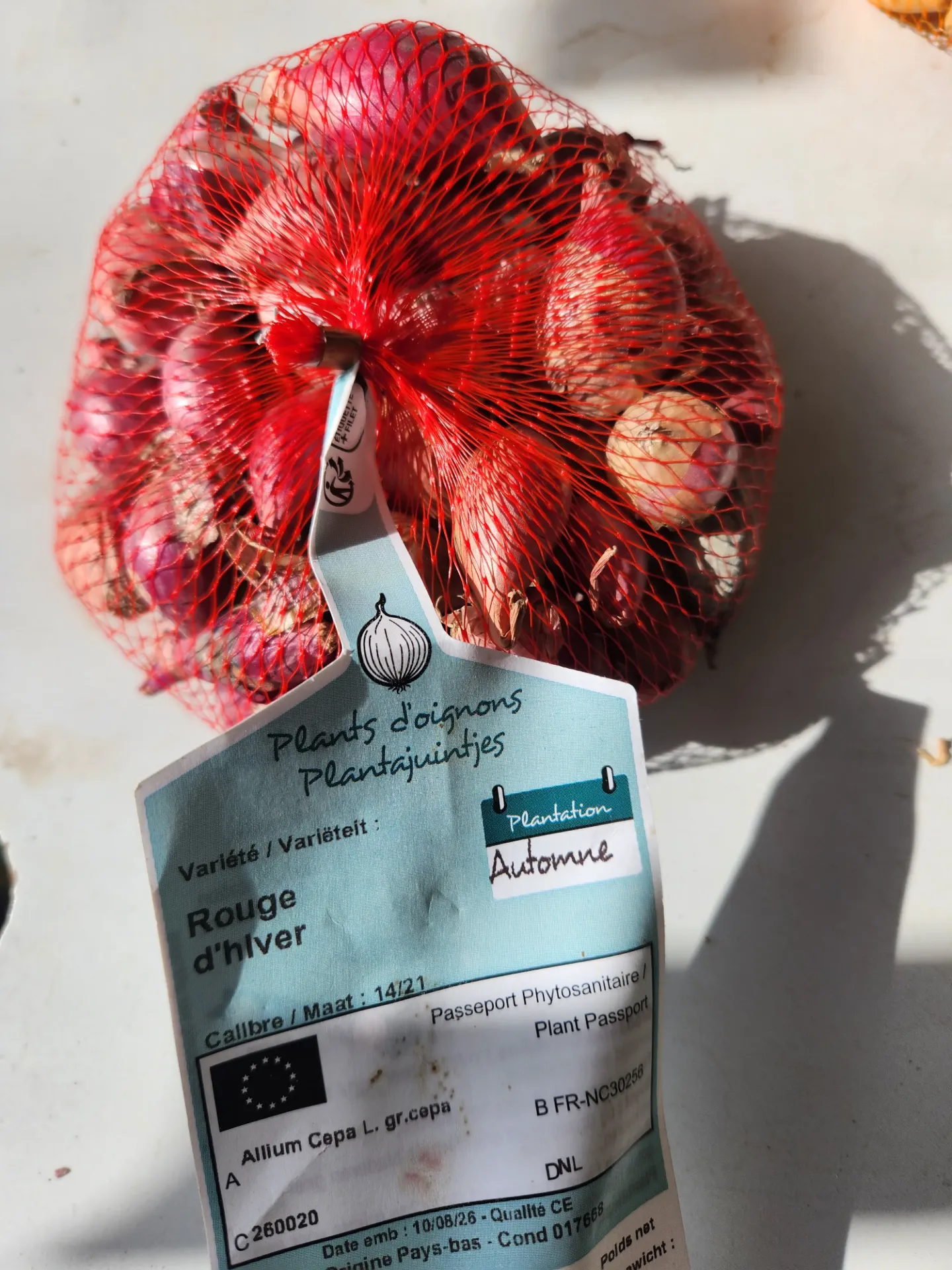 [106834] Oignon rouge D' Hiver 250 g : à planter en automne.