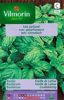 Basilic Feuille Laitue (Vilm)
