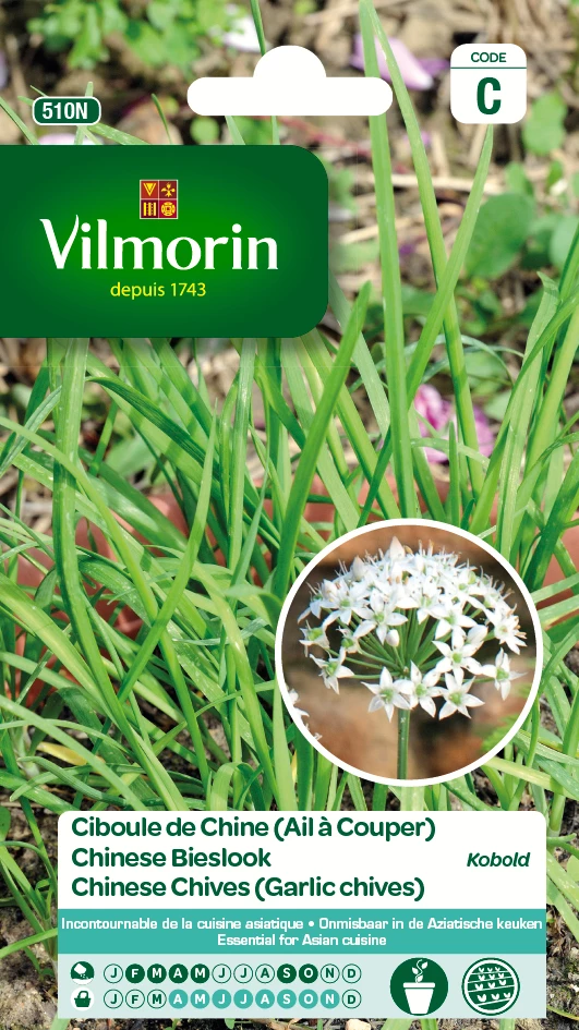 Ciboule Chine Kobold (Vilm) Ail à couper